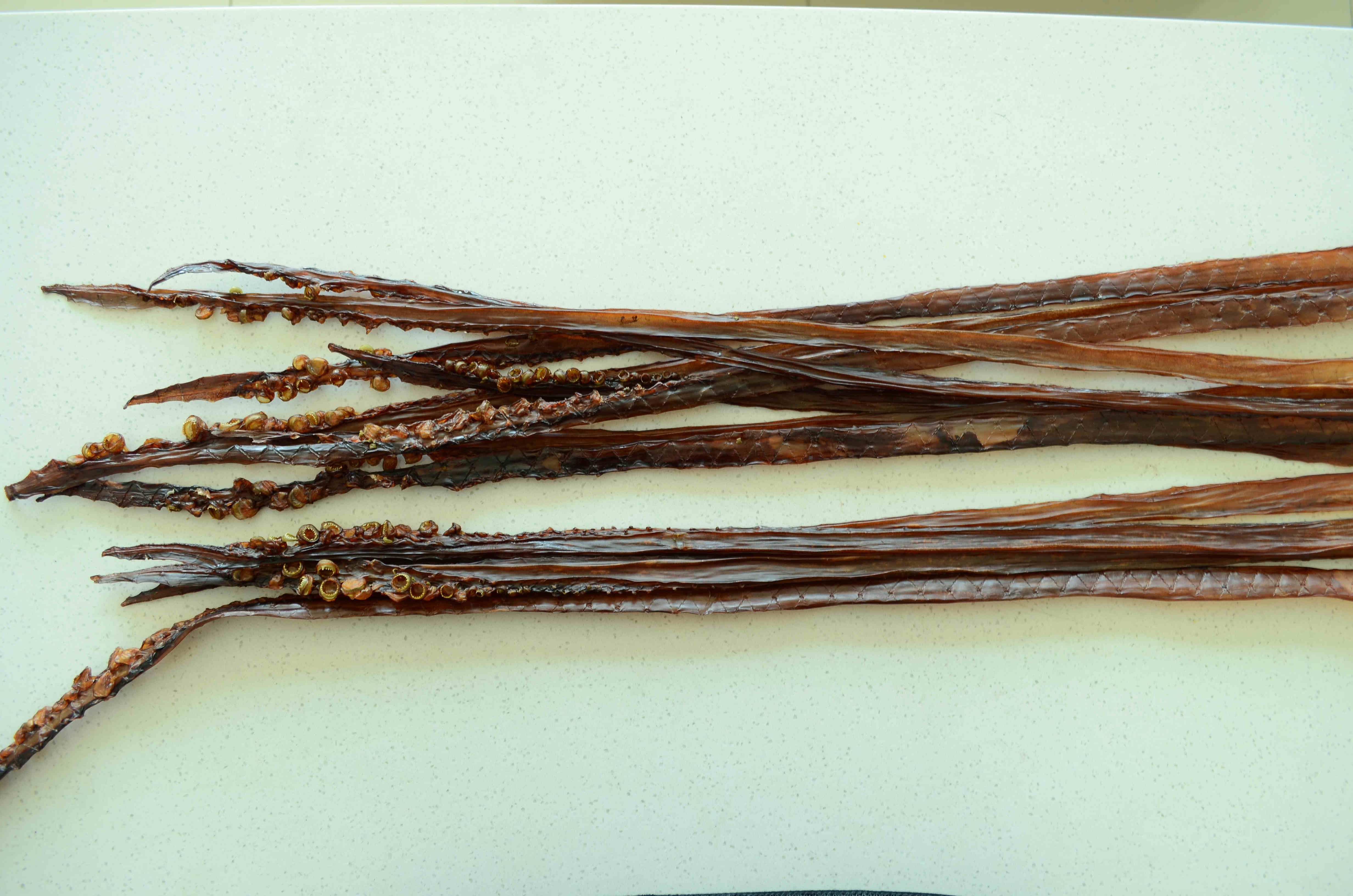 DRIED  SEASONED SQUID