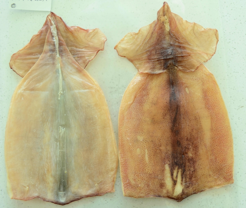 DRIED SQUID BODY（ILLES ）